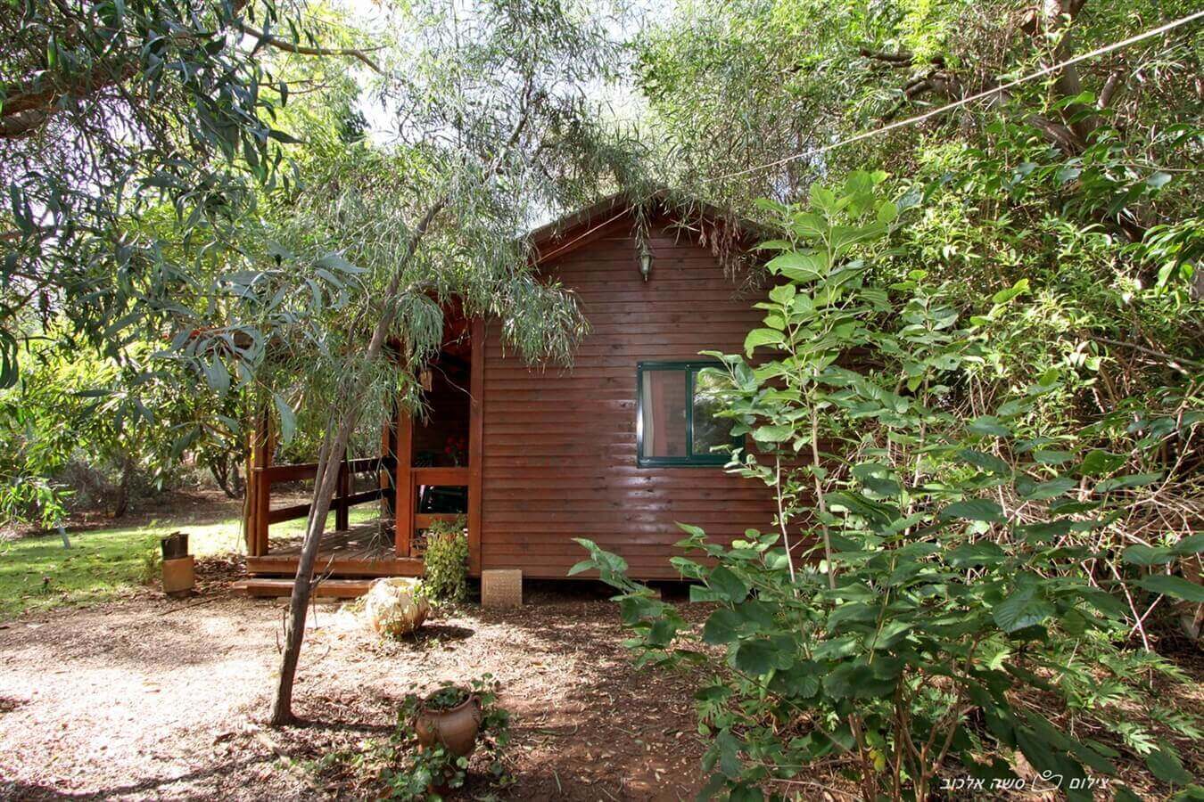 תמונה של תמר - 11