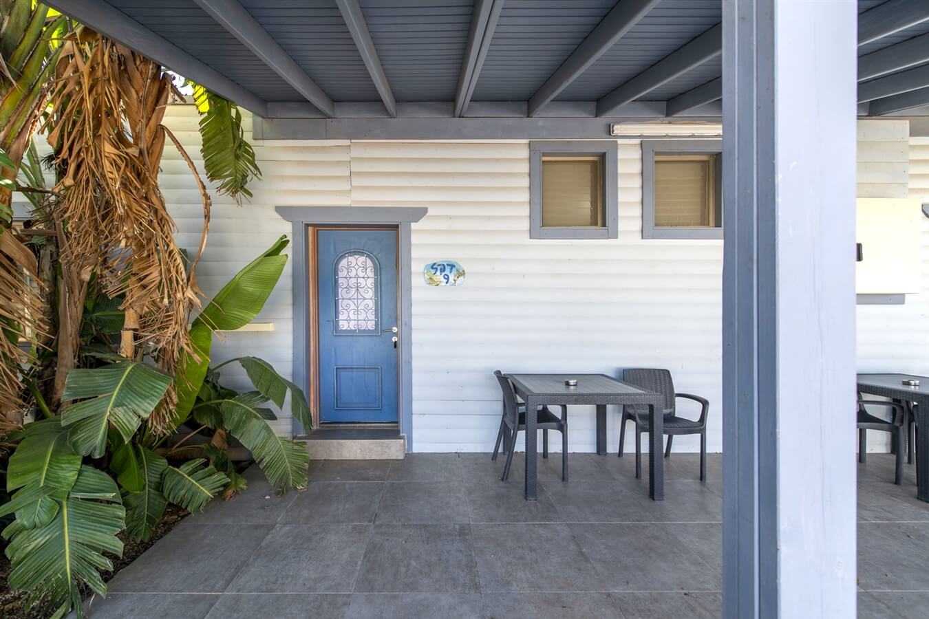 תמונה של גפן ודקל - 8