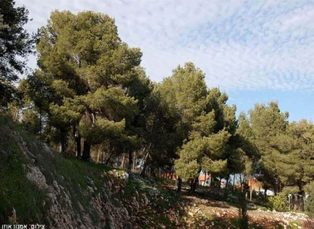 תמונה של הבקתות המבודדות - 6