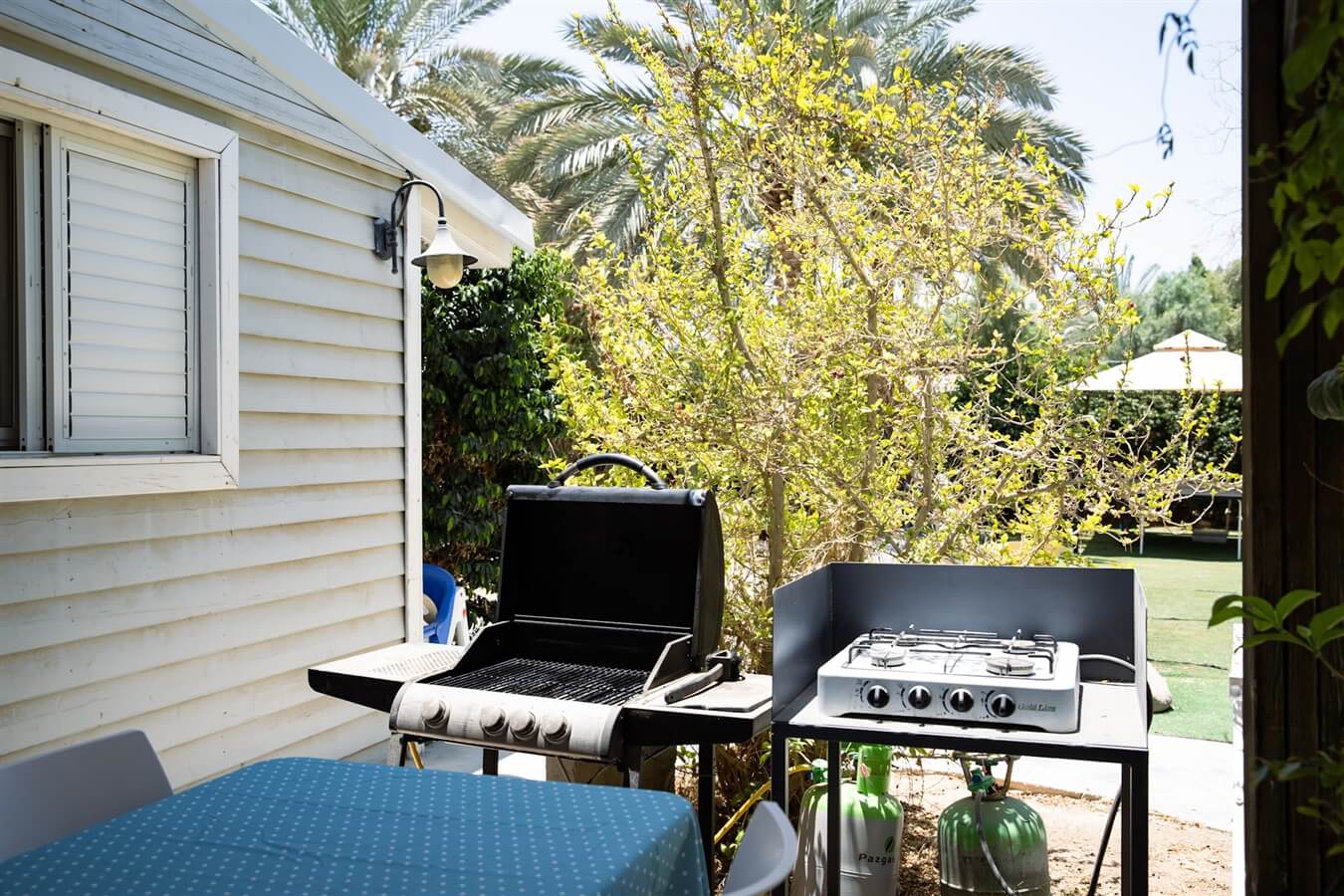 תמונה של שיזף - 8 תמונה של שיזף - 8