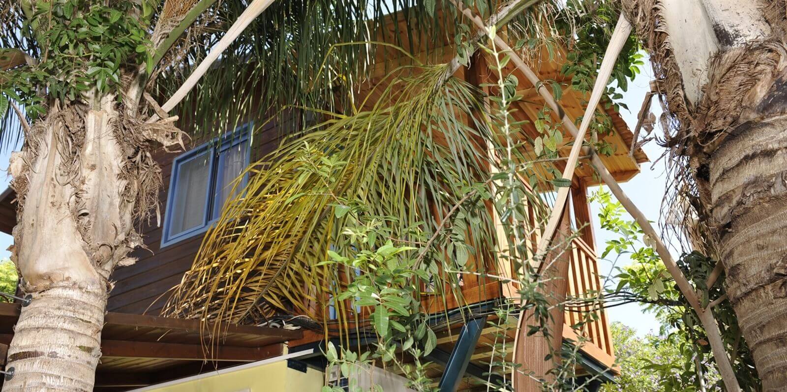 תמונה של הזית - 10