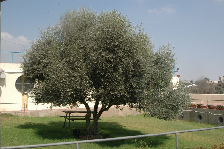 תמונה של אגף ישן - 5