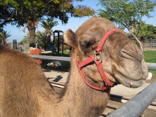 תמונה של מה בחווה