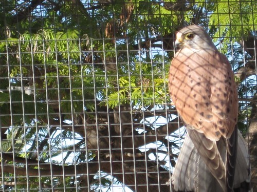 תמונה של מה בחווה