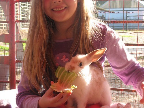 תמונה של מה בחווה