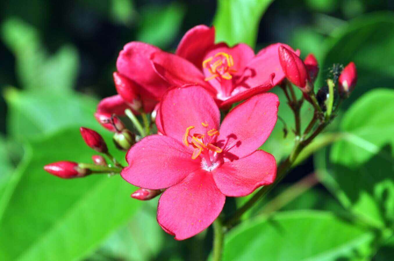 תמונה של מיני סוויטה - 6