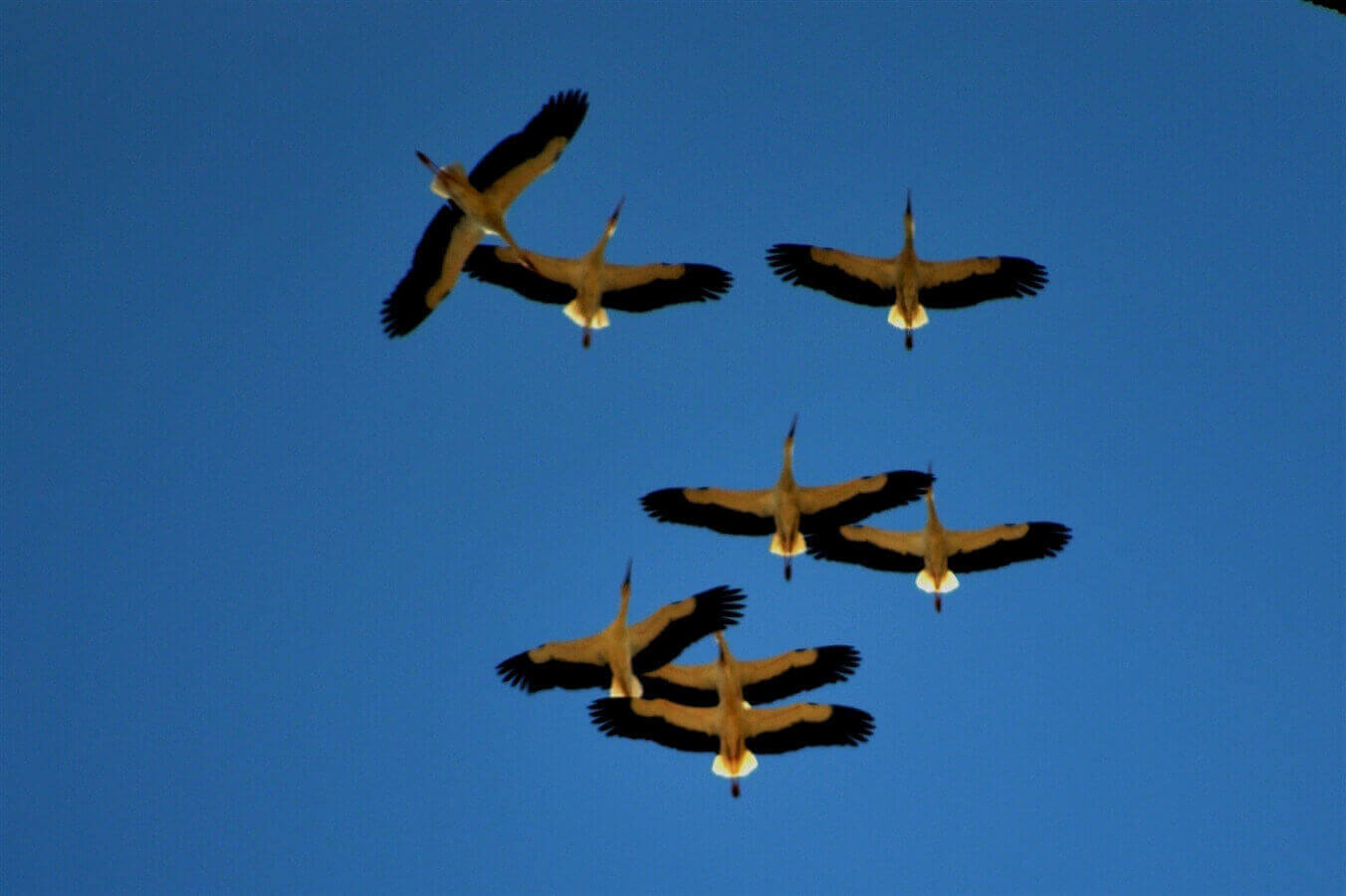 תמונה של יחידות זוגיות - 8