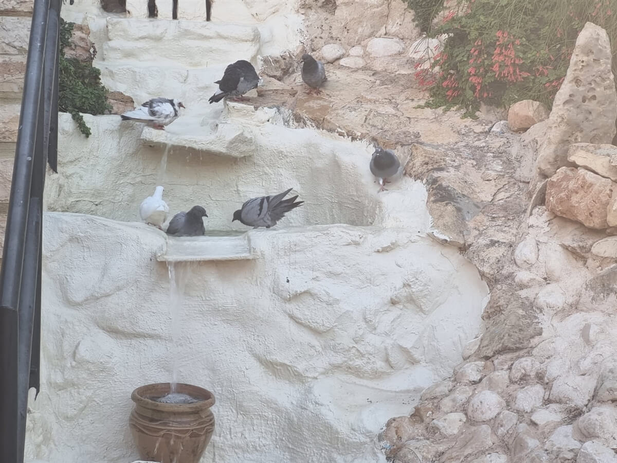 תמונה של סוויטת התפוח - 15