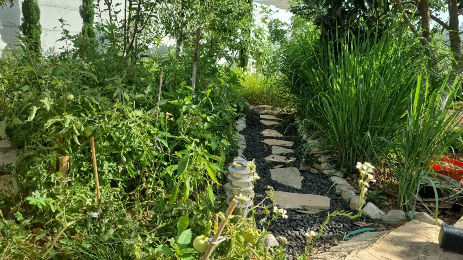 תמונה של סוויטת מנגו - 10