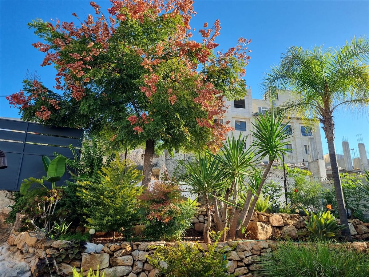 תמונה של סוויטת התפוח - 10