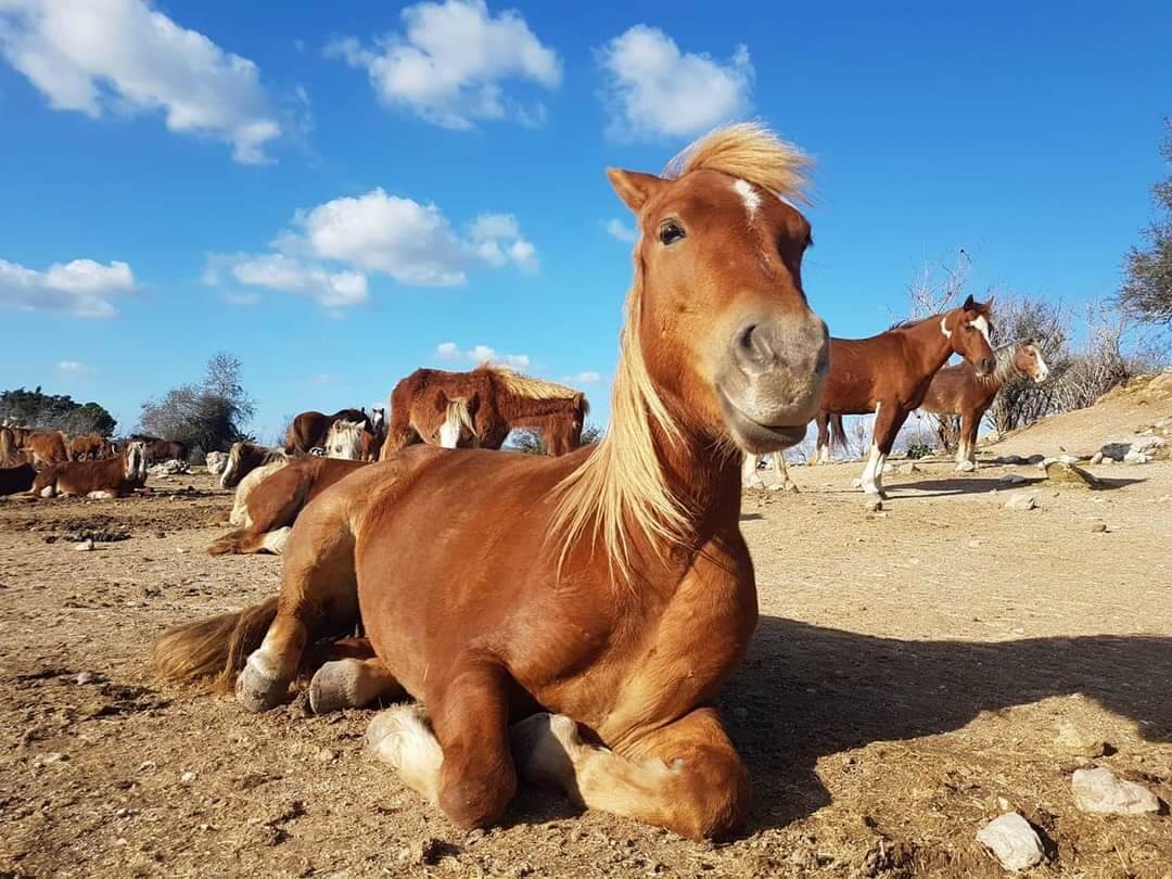 תמונה שצולמה ברנצ'ו מניס - 5 תמונה של רנצ'ו מניס - 5