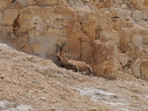 תמונה של טיולי ג'יפים תמונה של טיולי ג'יפים