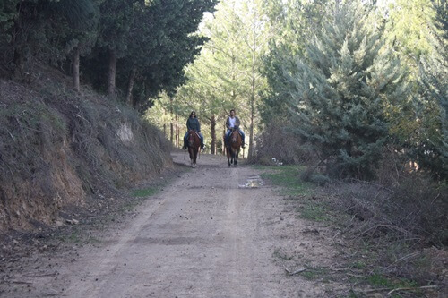 תמונה של טיולי סוסים