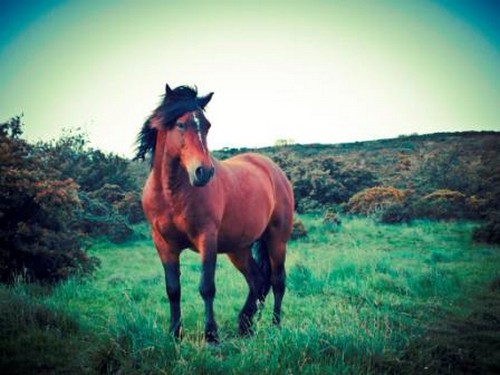 תמונה שצולמה ברוכבים בגליל - 3 תמונה של רוכבים בגליל - 3