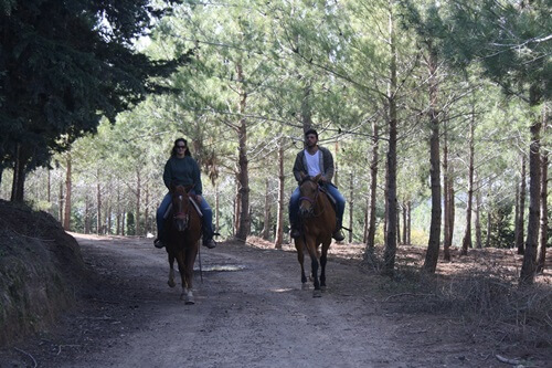 תמונה של טיולי סוסים