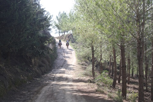 תמונה של טיולי סוסים