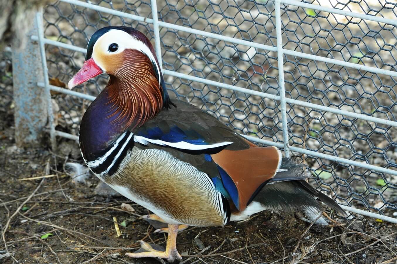 תמונה שצולמה בברווזים בכפר - 2 תמונה של ברווזים בכפר - 2