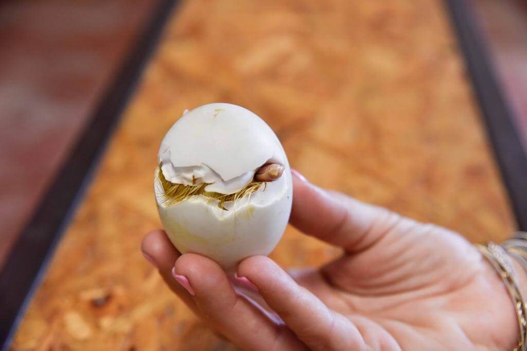 תמונה שצולמה בברווזים בכפר - 4 תמונה של ברווזים בכפר - 4