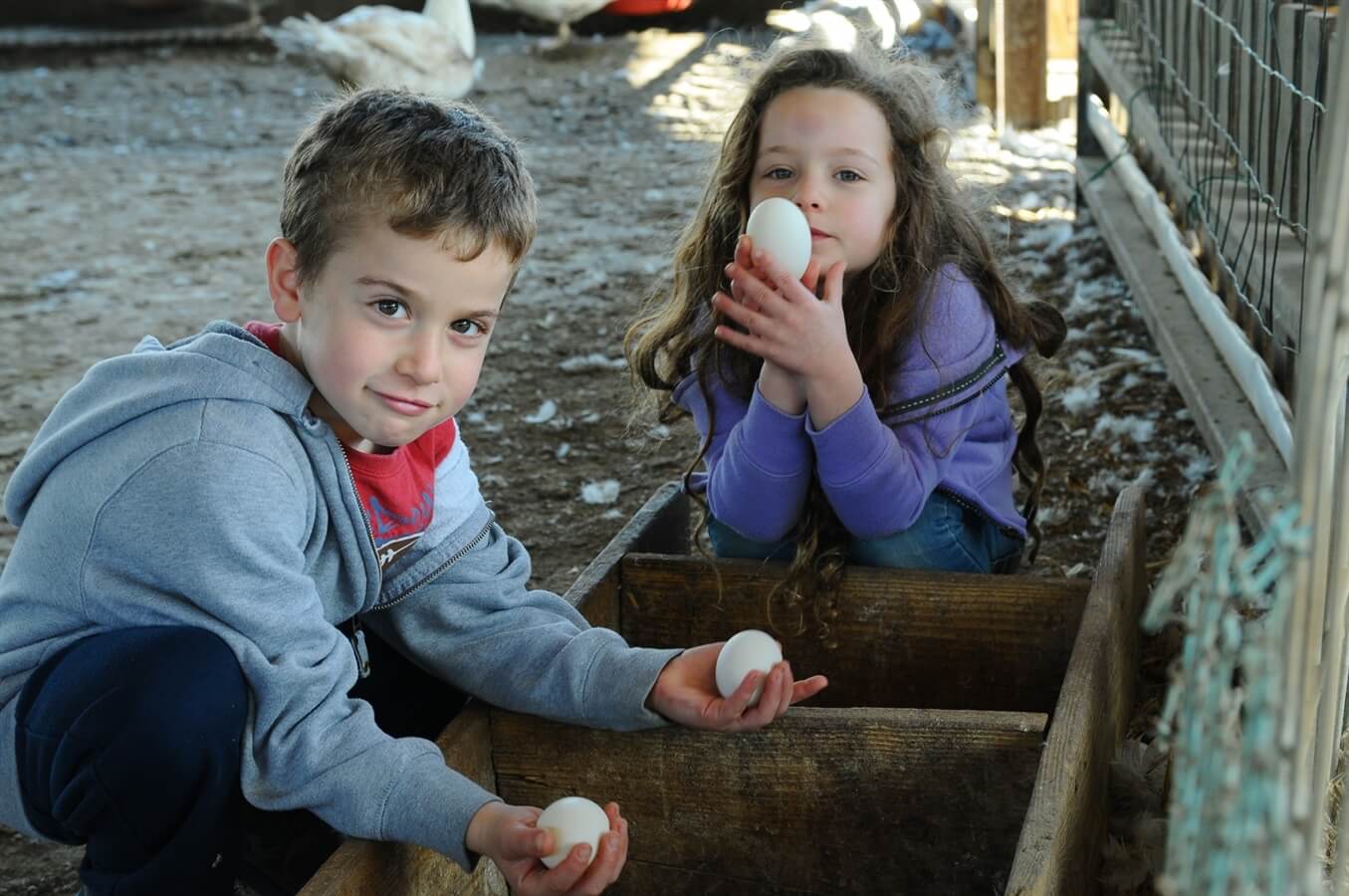 תמונה שצולמה בברווזים בכפר - 3 תמונה של ברווזים בכפר - 3