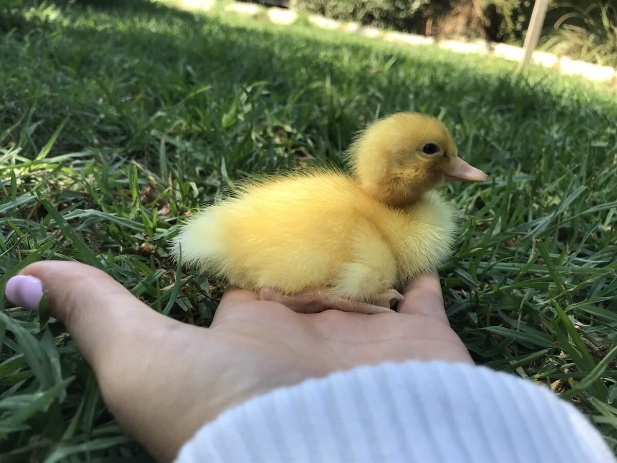 תמונה שצולמה בברווזים בכפר - 5 תמונה של ברווזים בכפר - 5