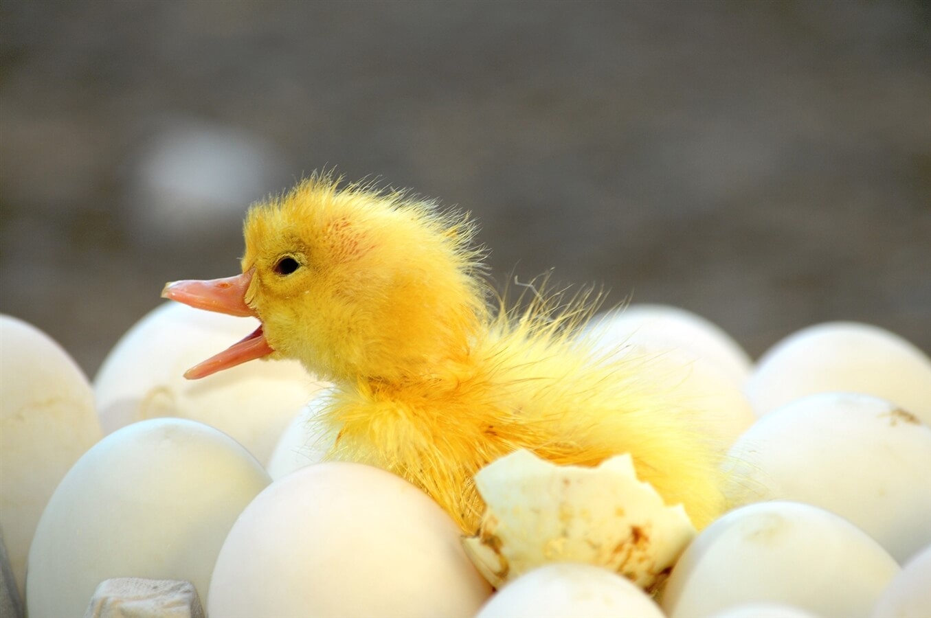 תמונה שצולמה בברווזים בכפר - 1 תמונה של ברווזים בכפר - 1