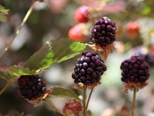 תמונה של הקטיף