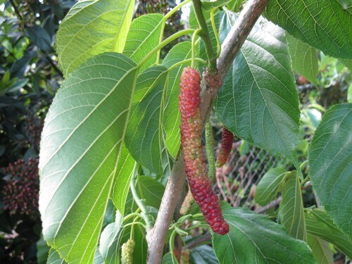 תמונה של הקטיף