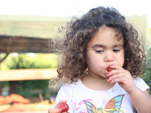 תמונה של הקטיף