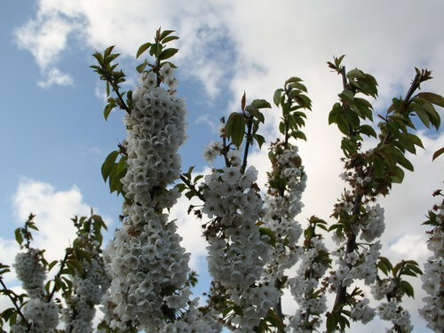 תמונה שצולמה בקטיף עצמי אודם - 5 תמונה של קטיף עצמי אודם - 5