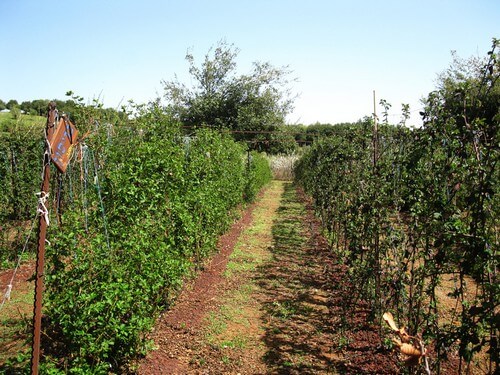 תמונה שצולמה בקטיף עצמי אודם - 1 תמונה של קטיף עצמי אודם - 1
