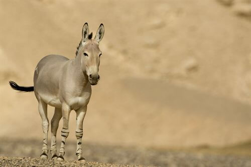 תמונה שצולמה בחוות האנטילופות - 5 תמונה של חוות האנטילופות - 5