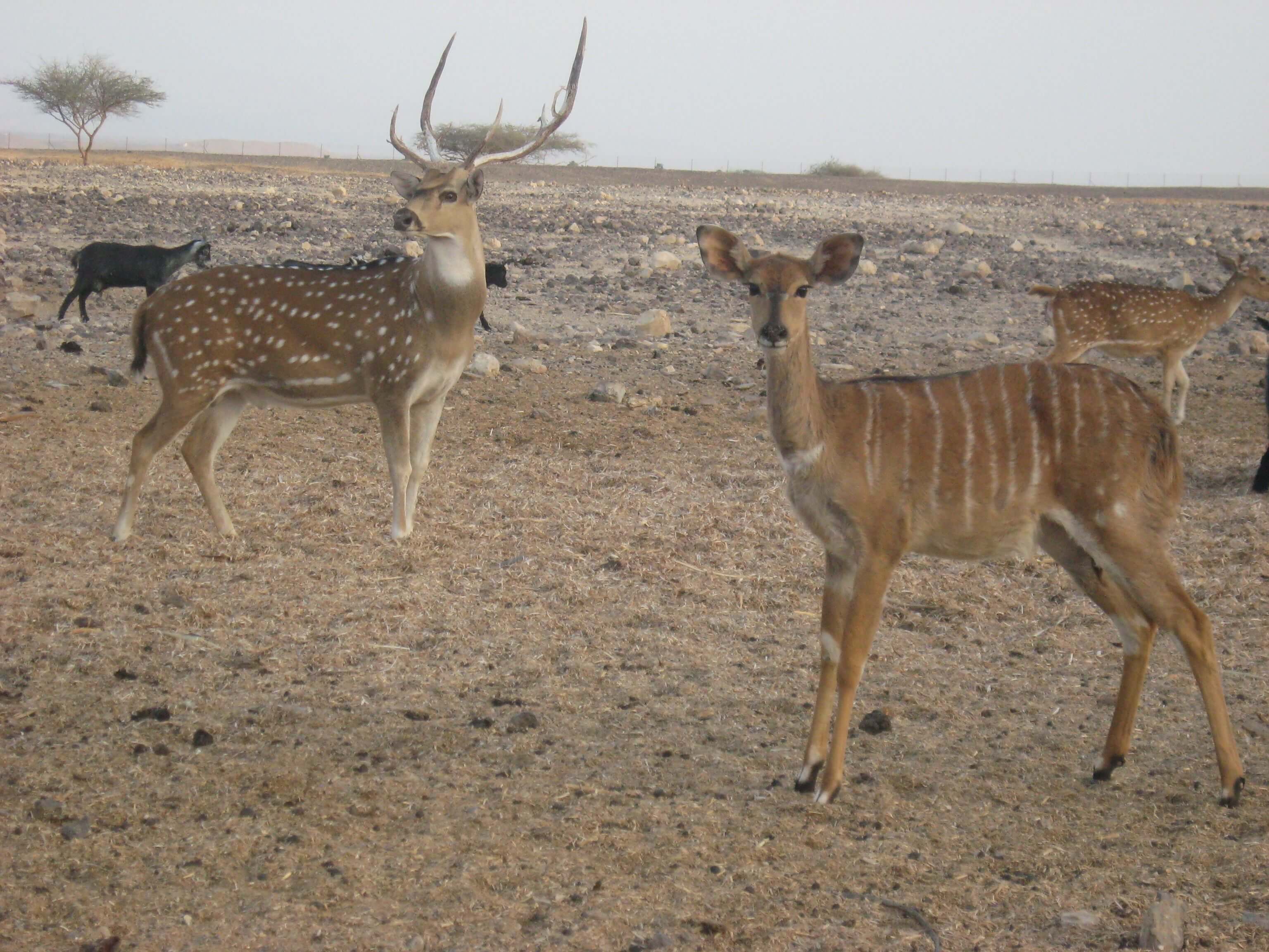 תמונה של פארק הקודו תמונה של פארק הקודו
