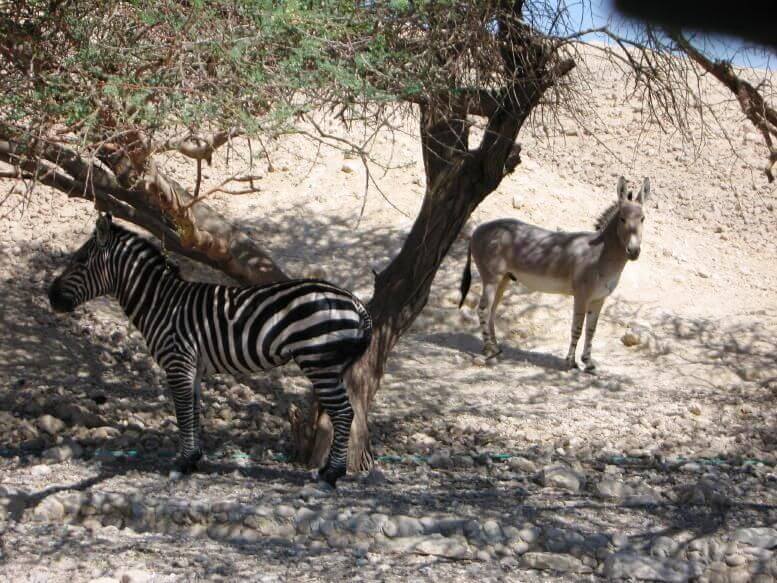 תמונה של פארק הקודו