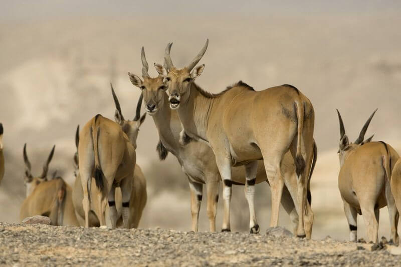 תמונה של פארק הקודו תמונה של פארק הקודו