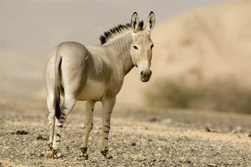 תמונה שצולמה בחוות האנטילופות - 1 תמונה של חוות האנטילופות - 1