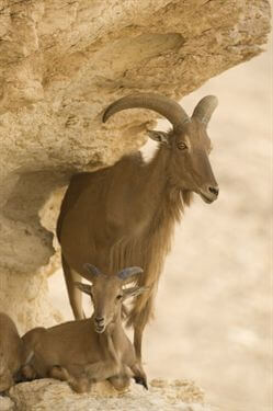 תמונה של פארק הקודו תמונה של פארק הקודו
