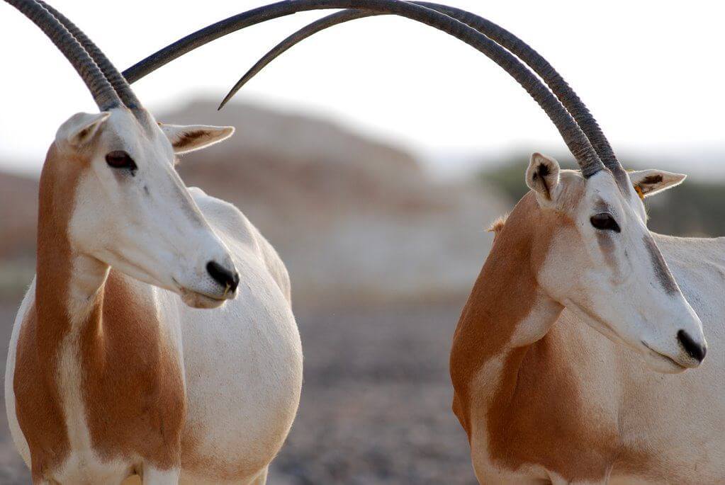 תמונה של פארק הקודו