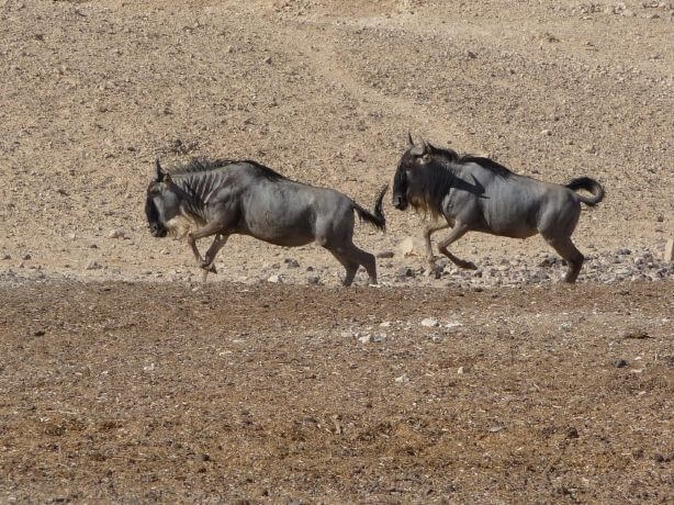 תמונה של פארק הקודו תמונה של פארק הקודו