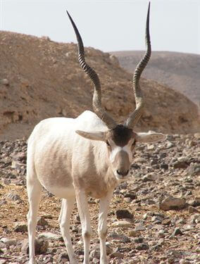 תמונה של פארק הקודו תמונה של פארק הקודו