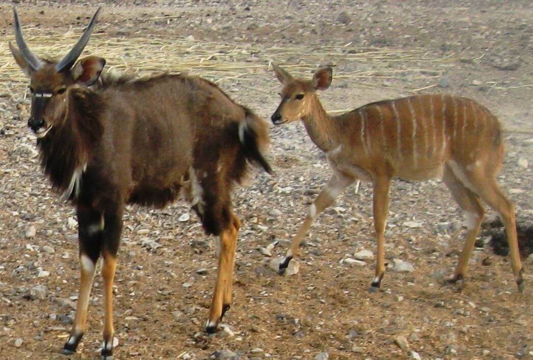 תמונה של פארק הקודו תמונה של פארק הקודו