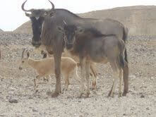 תמונה של פארק הקודו תמונה של פארק הקודו