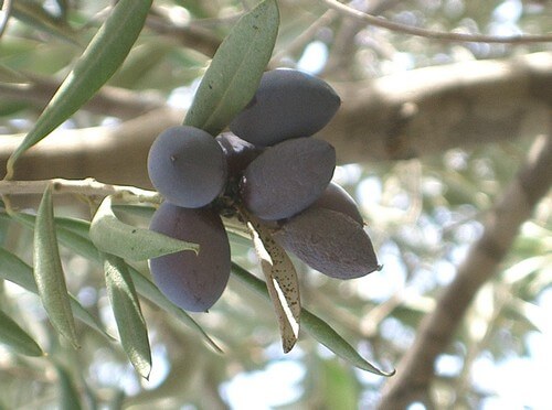 תמונה של בוסתן אורגני-קטיף עצמי