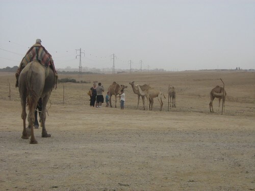 תמונה של רכיבה על גמלים וחמורים