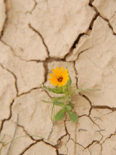 תמונה של סדנת נפחות