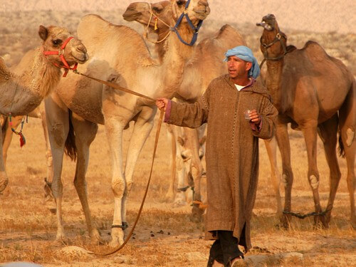תמונה של טיולי גמלים