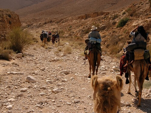 תמונה של טיולי גמלים