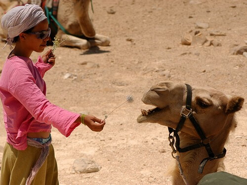 תמונה של טיולי גמלים