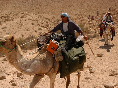 תמונה של טיולי גמלים