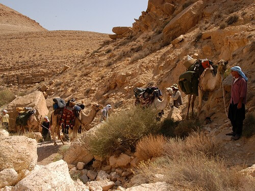 תמונה של טיולי גמלים