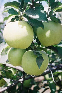 תמונה של בוסתן בראשית בגולן